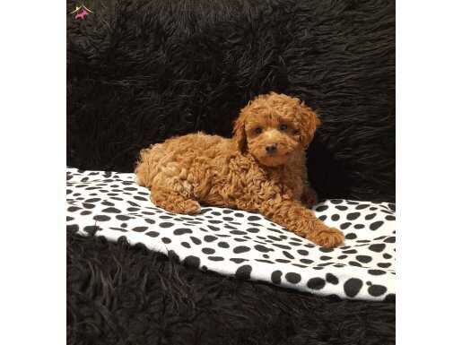 Red Toy Poodle Yavrular