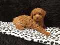 Red Toy Poodle Yavrular