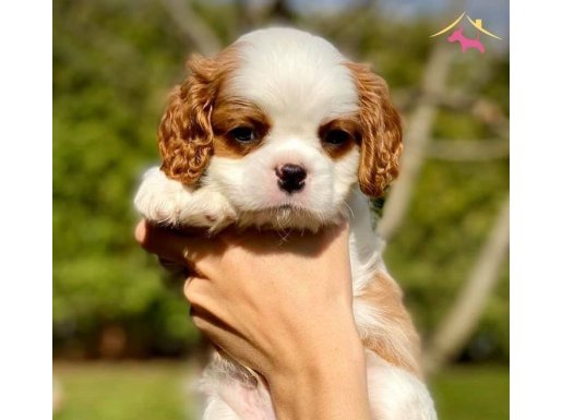 Safkan irk gqrantili king charles cavalier