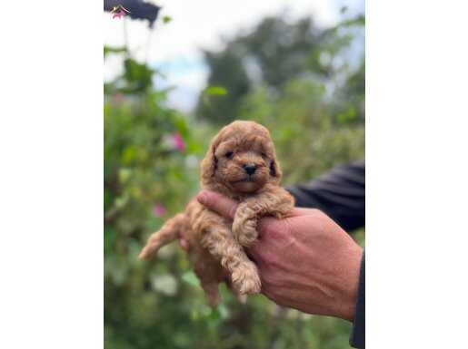 Safkan ork garantili toy poodle yavrulari