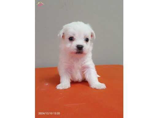 Safkan ırk garantili maltese terrier yavrular