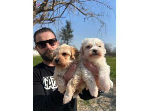 Safkan ırk garantili maltipoo yavrularımız