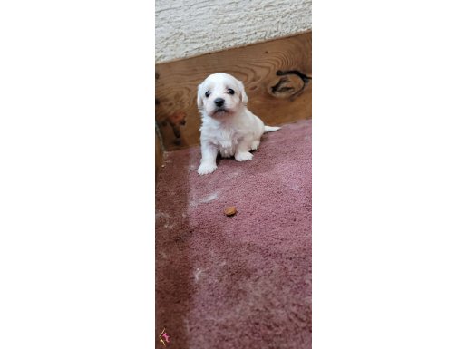 Safkan garantili Maltese Terrier yavrularımız