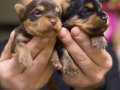 Safkan ırk garantili yorshire terrier bebekler