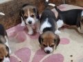 Safkan ırk garantili beagle bebekler