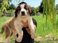 Safkan irk garantili st bernard yavrular