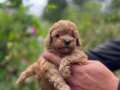 Safkan ork garantili toy poodle yavrulari