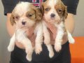 Safkan irk garantili king charles cavalier