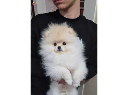 Orijinal ırk pomeranian boo 