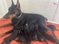 Saf kan king doberman yavruları 