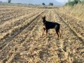 King doberman yavruları son disi kaldi