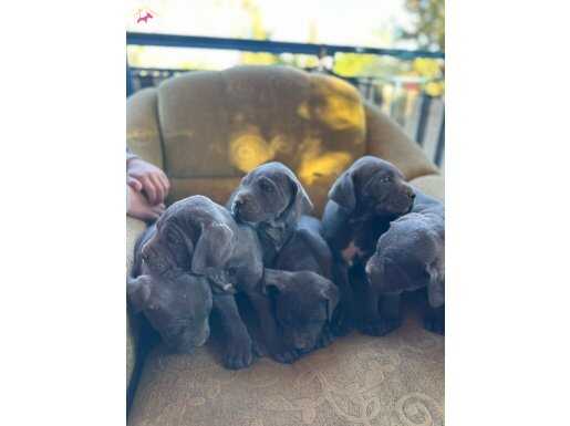 Süper cane Corso yavrular 