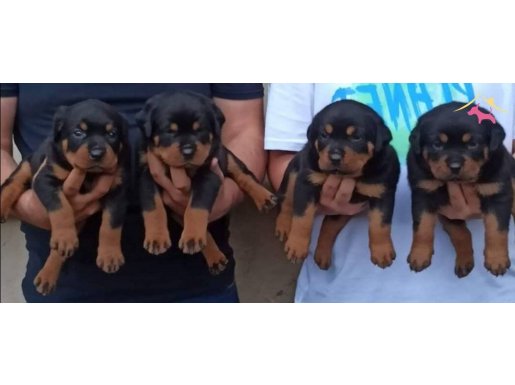 Macar kafa Rotweiler 