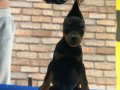 Karizma doberman yavrular 