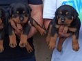 Macar kafa Rotweiler 