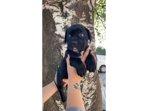 A kalite cane corso bebekler