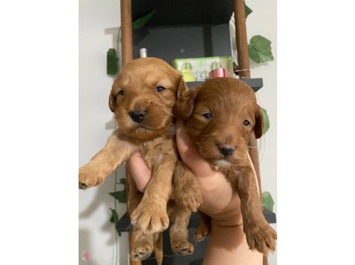 F2 Red Maltipoo Bebekler