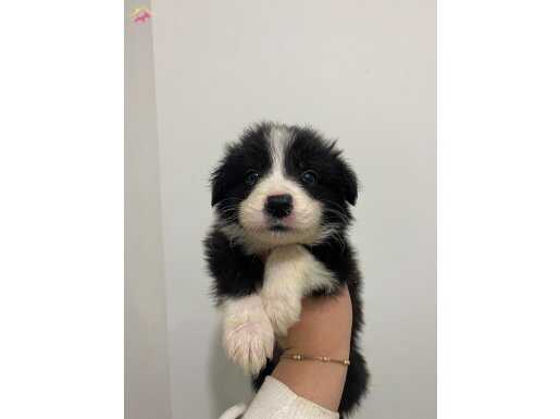 Border Collie bebekler