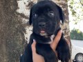 A kalite cane corso bebekler