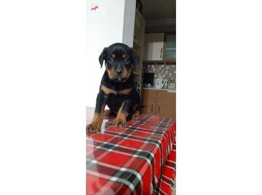 Üst sekmen Rottweiler bebeklerimiz 