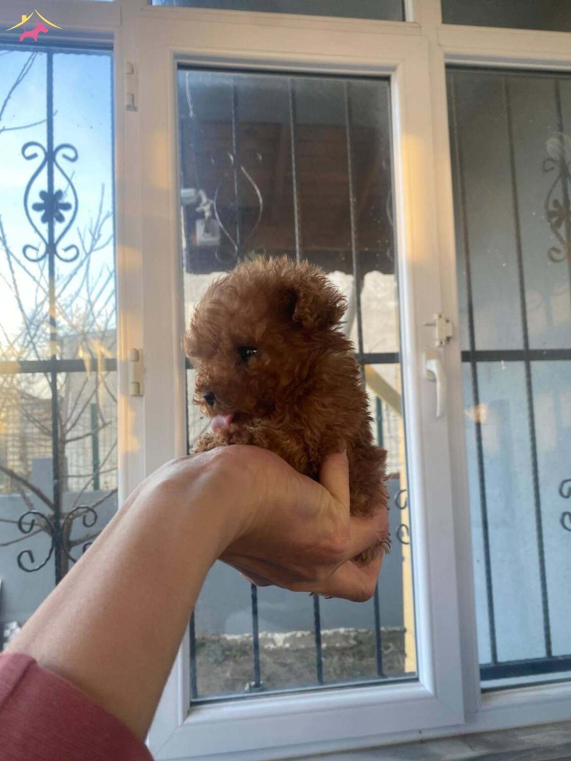 Böylesi Yok Red Brown Kore Toy Poodle Yavrumuz - 211086