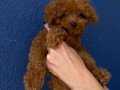 SHOW CLAS KORE TOY POODLE BEBEKLER