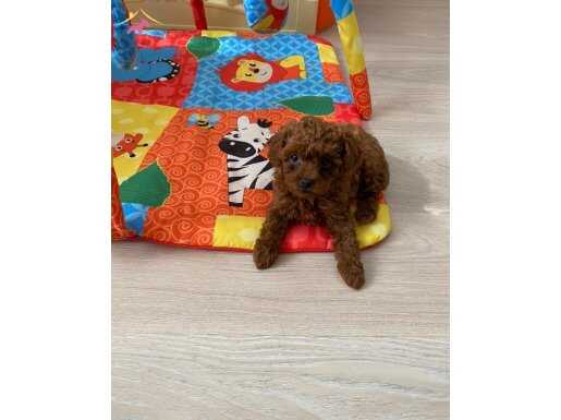 Redbrown toy Poodle ev ortamında 