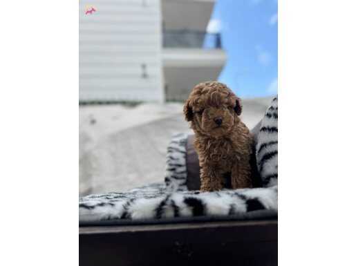 A+ KALİTE TOY POODLE BEBEKLER