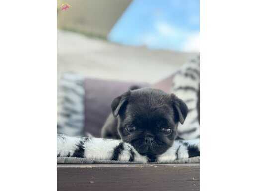 KALİTEDE ZİRVE OLAN PUG BEBEKLER 