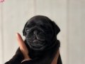 Erkek Pug Mops Yavrusu