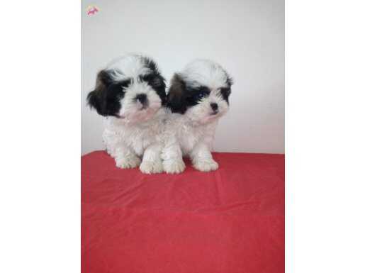 Shih tzu