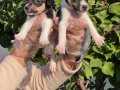 Jack Russel Terrier Yavru 