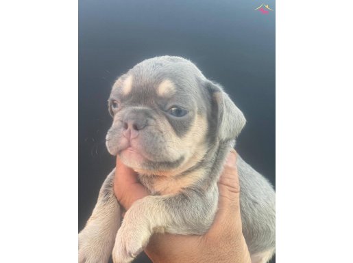 frenchbulldog lillactan quad