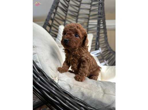 Red toy poodle dişi ve erkek 