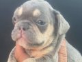 frenchbulldog lillactan quad