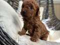 Red toy poodle dişi ve erkek 