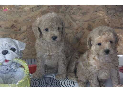 IRK GARANTİLİ  TOY POODLE YAVRULAR