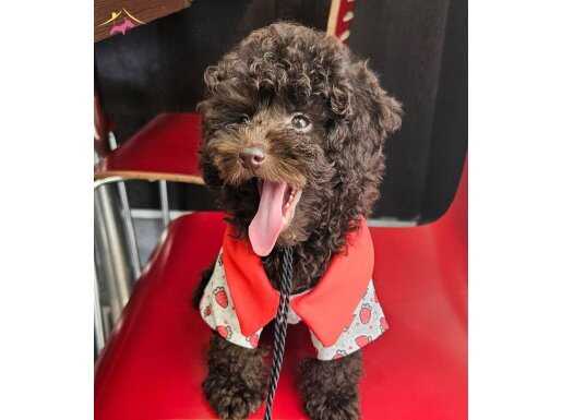 Soylü şecereli chocolate toy ve küçük miniature poodle 