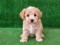 ORGİNAL MALTİPOO BABİESS