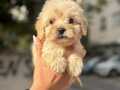 MALTİPOO BEBEKLER