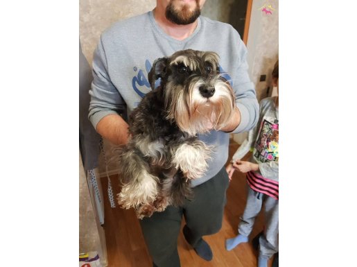 CANDOSTUM KÖPEK ÇİFTLİĞİNDEN YETİŞKİN SCHNAUZER 