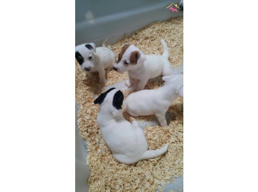 KISA BACAK ORJİNAL JACK RUSSELL YAVRULAR...