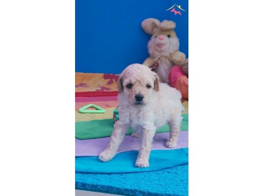 ORJİNAL EN MİNİ (MİKRO)BOY TOY POODLE YAVRULAR