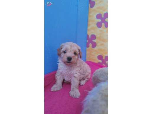 TEACUP MİNİ POODLE YAVRULARIMIZ ÜCRETSİZ DEĞİLDİR 