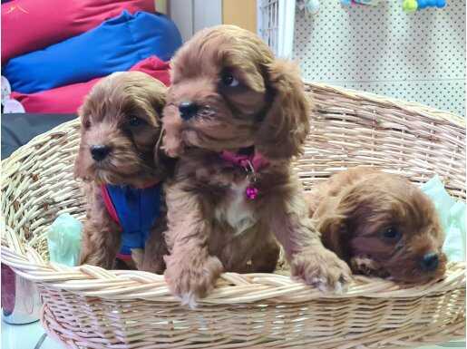 ANNE BABA GERÇEK CAVAPOO YAVRULARIMIZ BURADA 