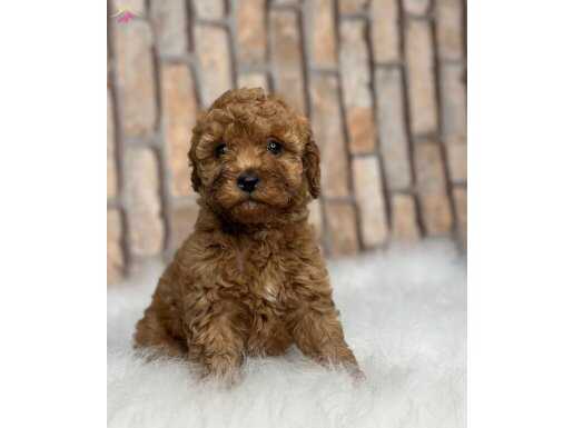 RED BROWN KIZIL ORJİNAL TOY POODLE YAVRULAR 