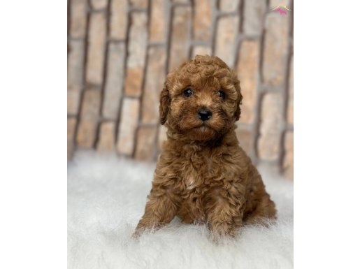 RED BROWN KIZIL ORJİNAL TOY POODLE YAVRULAR 