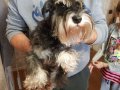 CANDOSTUM KÖPEK ÇİFTLİĞİNDEN YETİŞKİN SCHNAUZER KÖPEKLERİMİZ