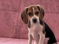 YETİŞKİN BEAGLE KÖPEKLERİMİZ ÜCRETSİZ VERİLECEKTİR 