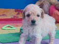 ORJİNAL EN MİNİ (MİKRO)BOY TOY POODLE YAVRULAR